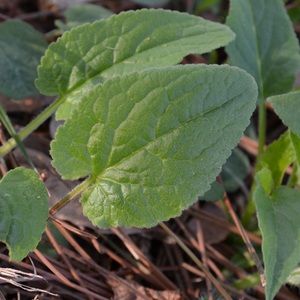 Meet your Posher, Emilly